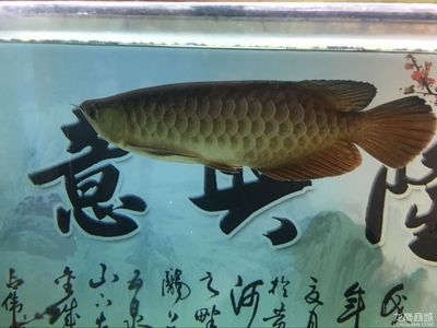 金龍魚35公分還沒過背 金龍魚35公分還沒過背 龍魚百科 第2張