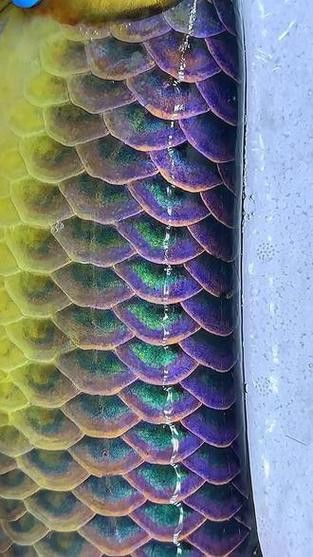 金龍魚(yú)綠底還是藍(lán)底好看呢圖片