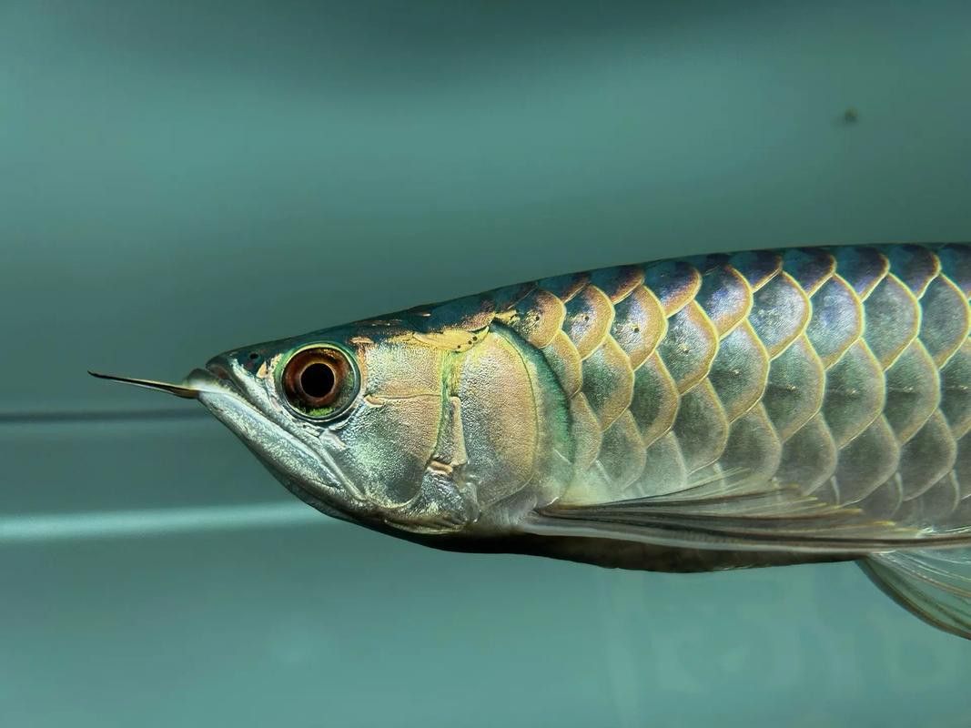 金龍魚(yú)綠底還是藍(lán)底好看呢圖片