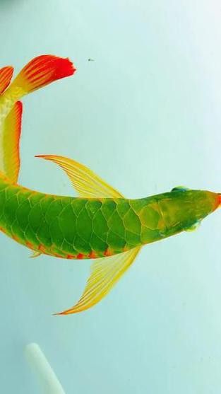 金龍魚(yú)綠底還是藍(lán)底好看呢圖片