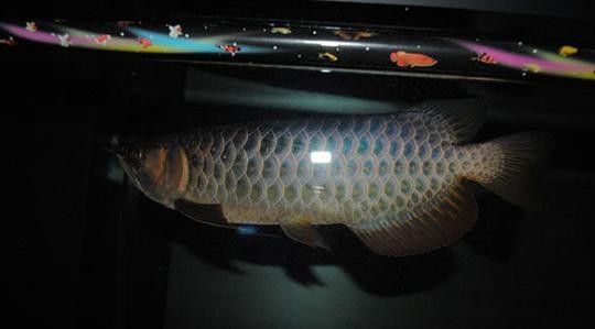 金龍魚(yú)綠底還是藍(lán)底好看呢圖片