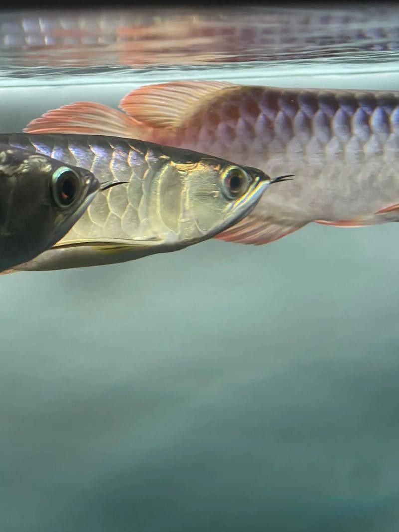 金龍魚(yú)綠底還是藍(lán)底好看呢圖片