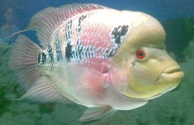 龍魚腦袋上有肉瘤（龍魚腦袋上有肉瘤怎么辦）