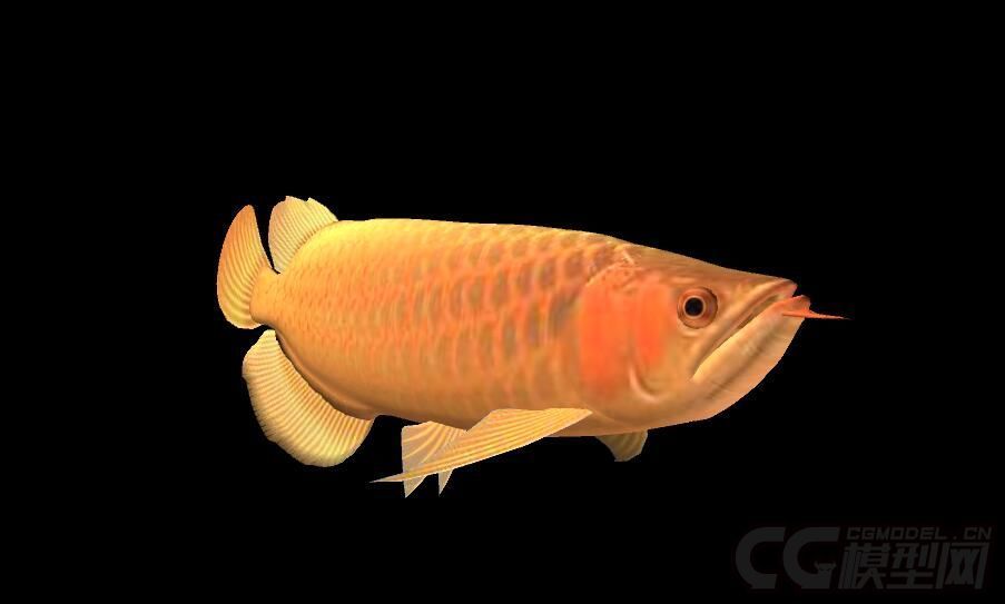 金龍魚的動畫片是什么：關于金龍魚的動畫片