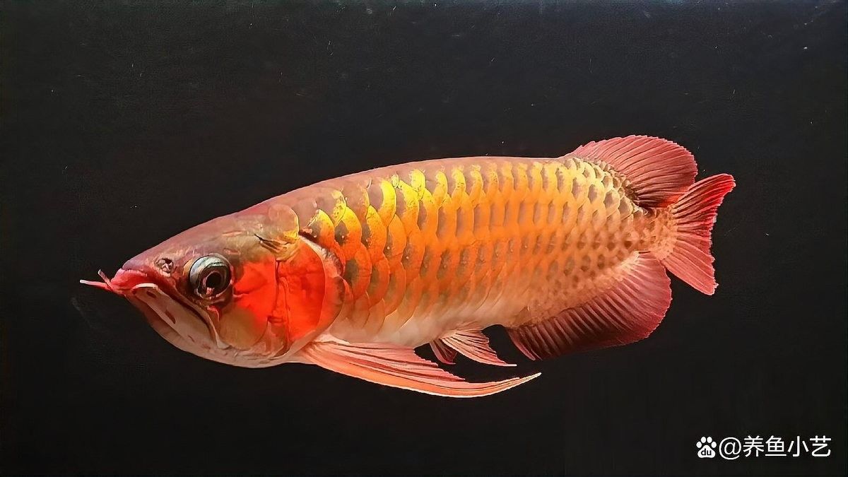 龍魚(yú)能養(yǎng)多少年的魚(yú)