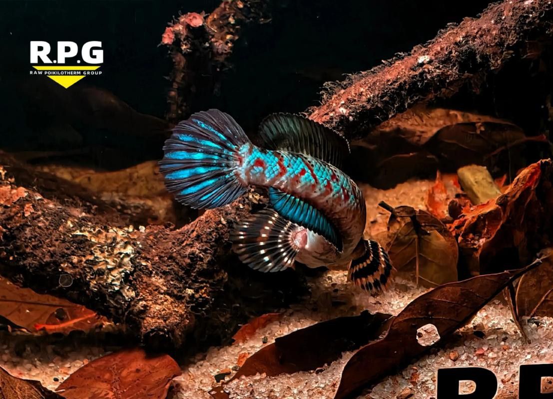 幻彩藍寶石雷龍魚