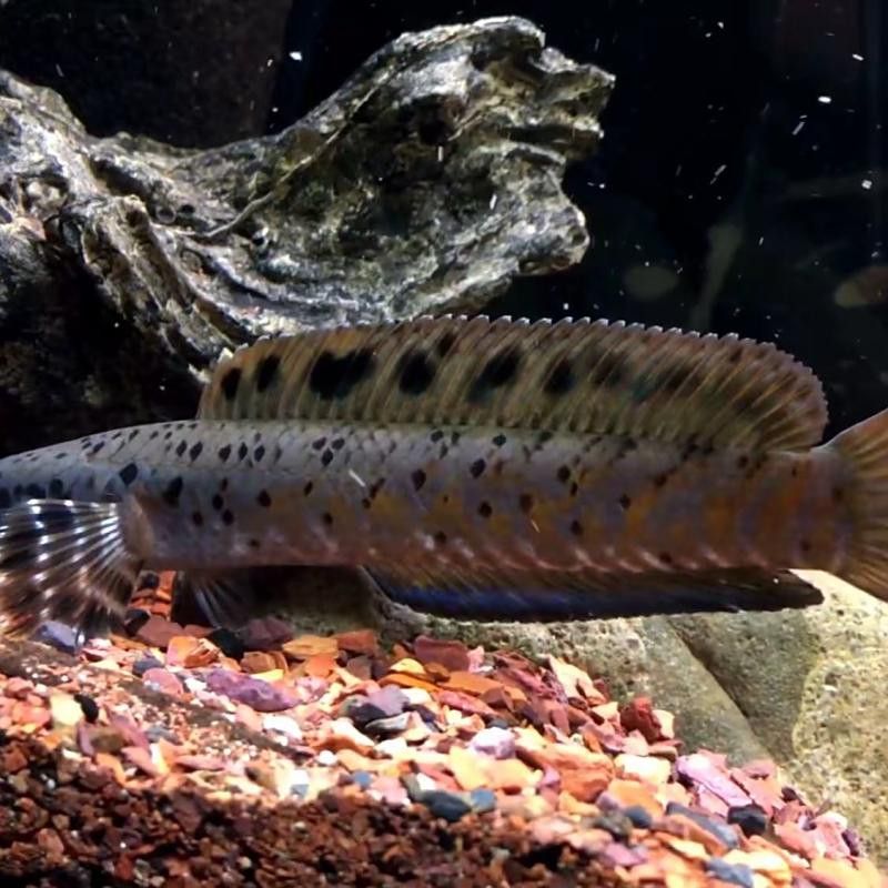 幻彩藍寶石雷龍魚