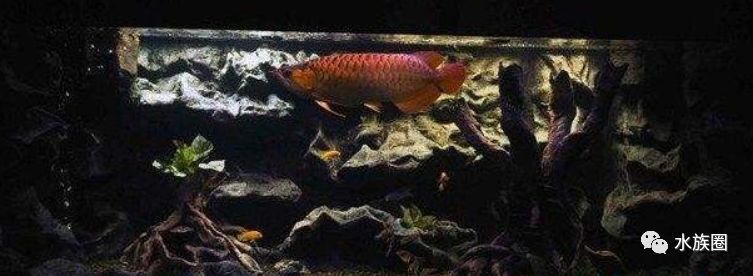 紅龍魚魚缸背景圖片欣賞圖大全 紅龍魚魚缸背景圖片欣賞圖大全 龍魚百科 第8張