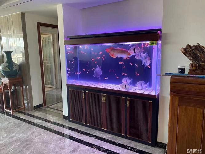 紅龍魚魚缸背景圖片欣賞圖大全 紅龍魚魚缸背景圖片欣賞圖大全 龍魚百科 第23張