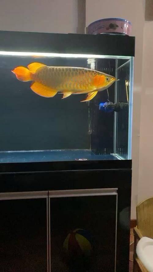 紅龍魚魚缸背景圖片欣賞圖大全 紅龍魚魚缸背景圖片欣賞圖大全 龍魚百科 第25張