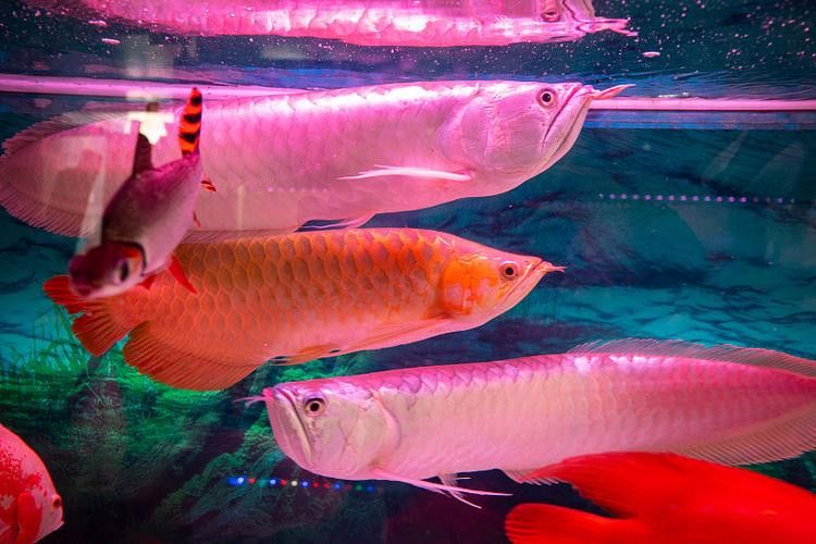 紅龍魚魚缸背景圖片欣賞圖大全 紅龍魚魚缸背景圖片欣賞圖大全 龍魚百科 第30張