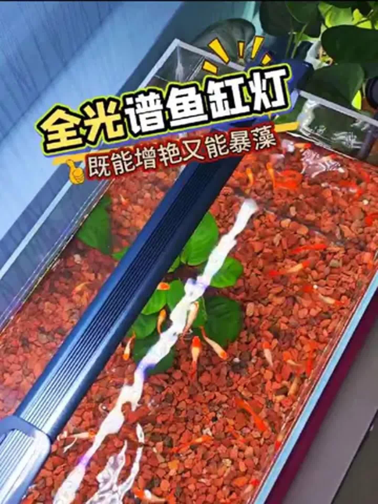 吉印刀鋒S系列有哪些型號可選？ 吉印刀鋒S系列有哪些型號可選？ 龍魚百科 第3張