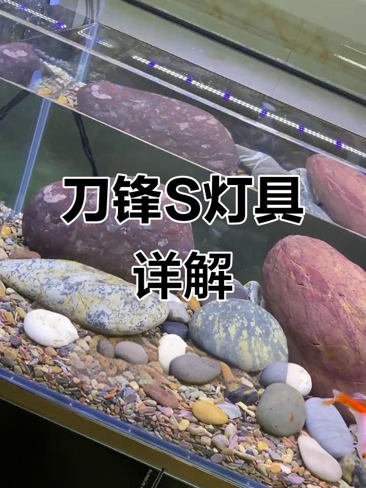 吉印刀鋒S系列有哪些型號可選？ 吉印刀鋒S系列有哪些型號可選？ 龍魚百科 第2張