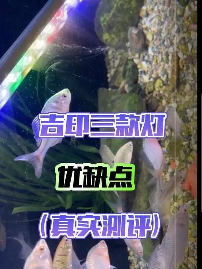 吉印刀鋒S系列有哪些型號可選？ 吉印刀鋒S系列有哪些型號可選？ 龍魚百科 第5張