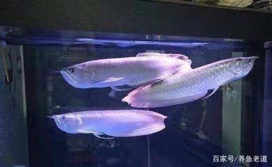 1米魚缸養龍魚能長多大呢視頻（1米的魚缸能把龍魚養多大？） 1米魚缸養龍魚能長多大呢視頻（1米的魚缸能把龍魚養多大？） 龍魚百科 第3張