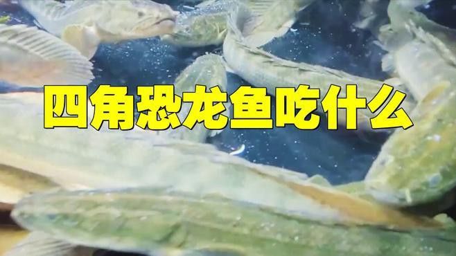 六角海龍和四角龍魚哪個更稀有？ 六角海龍和四角龍魚哪個更稀有？ 龍魚百科 第4張