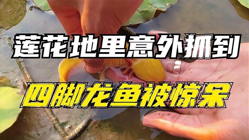 六角海龍和四角龍魚哪個更稀有？ 六角海龍和四角龍魚哪個更稀有？ 龍魚百科 第3張
