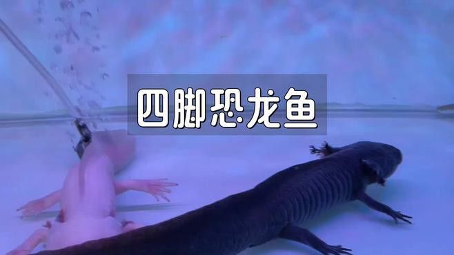 六角海龍和四角龍魚哪個更稀有？ 六角海龍和四角龍魚哪個更稀有？ 龍魚百科 第6張