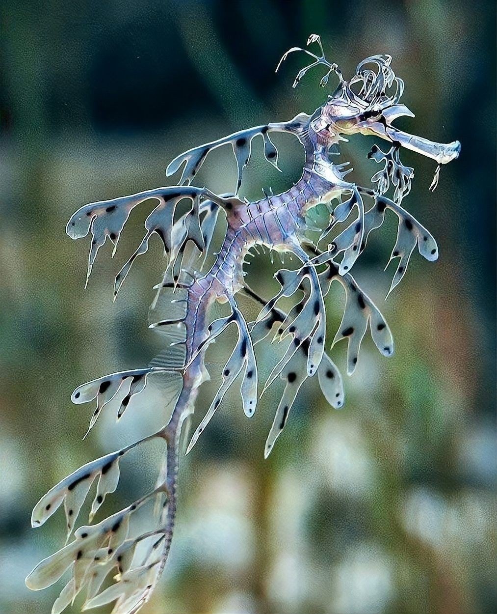 六角海龍和四角龍魚哪個更稀有？ 六角海龍和四角龍魚哪個更稀有？ 龍魚百科 第11張