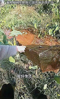六角海龍和四角龍魚哪個更稀有？ 六角海龍和四角龍魚哪個更稀有？ 龍魚百科 第13張