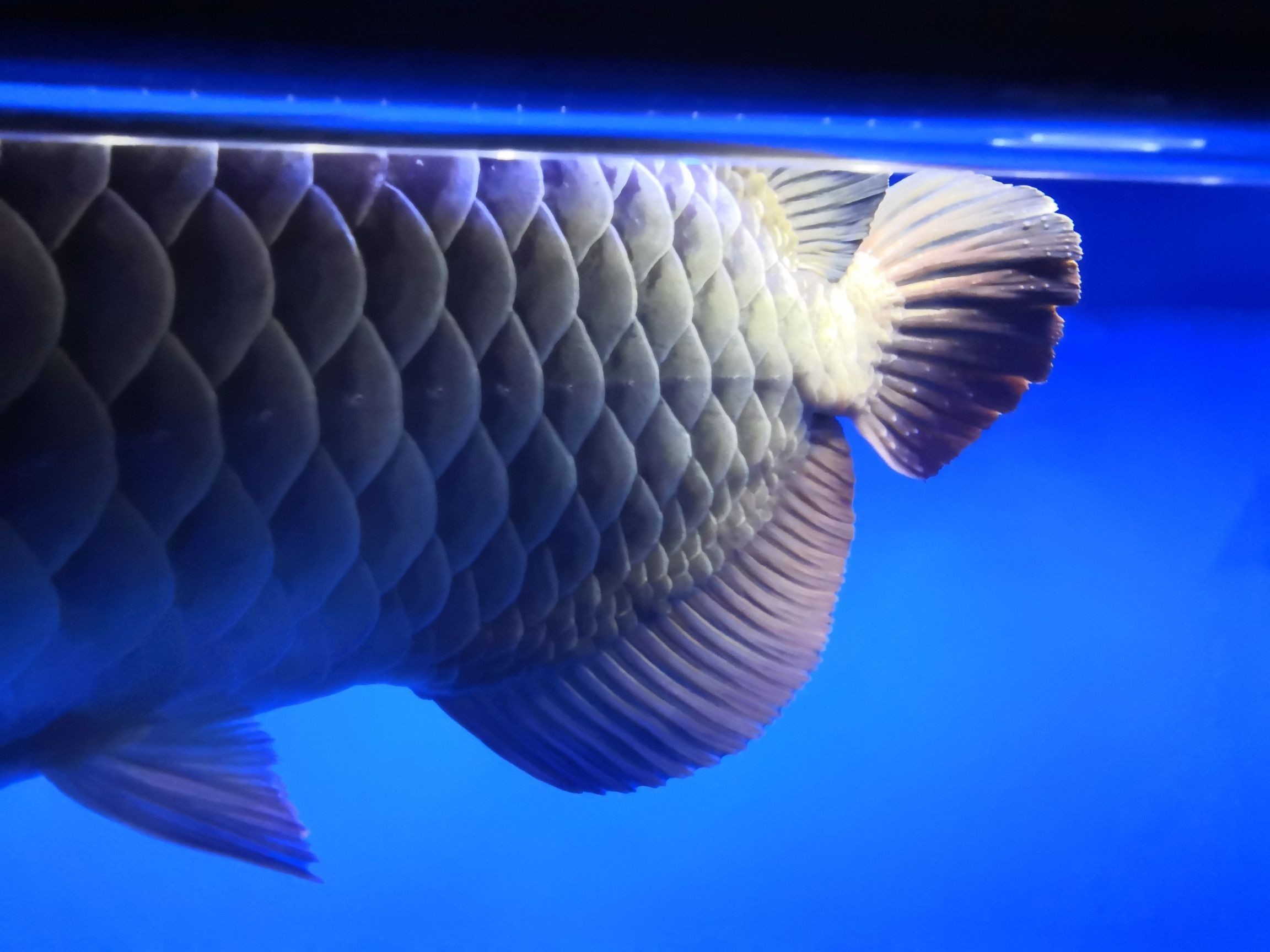 龍魚尾巴有凸起來的疙瘩（龍魚尾巴上出現凸起的疙瘩可能由多種原因引起以下幾種情況）