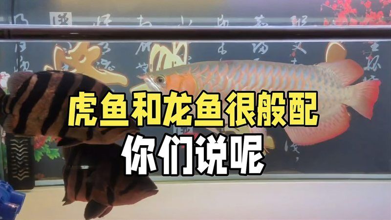 一條龍魚配幾條虎魚合適圖片視頻大全 一條龍魚配幾條虎魚合適圖片視頻大全 龍魚百科 第6張