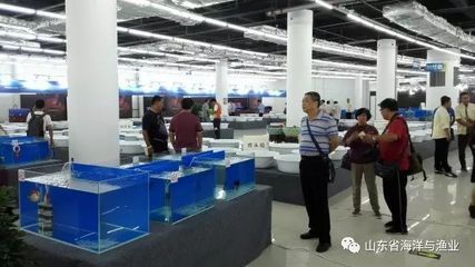 三條龍魚的寓意(龍魚在中國文化中是智慧和才能象征著瑞氣千祥、鴻福齊天的寓意) 龍魚百科 第3張 三條龍魚的寓意(龍魚在中國文化中是智慧和才能象征著瑞氣千祥、鴻福齊天的寓意) 三條龍魚的寓意(龍魚在中國文化中是智慧和才能象征著瑞氣千祥、鴻福齊天的寓意) 龍魚百科 第3張