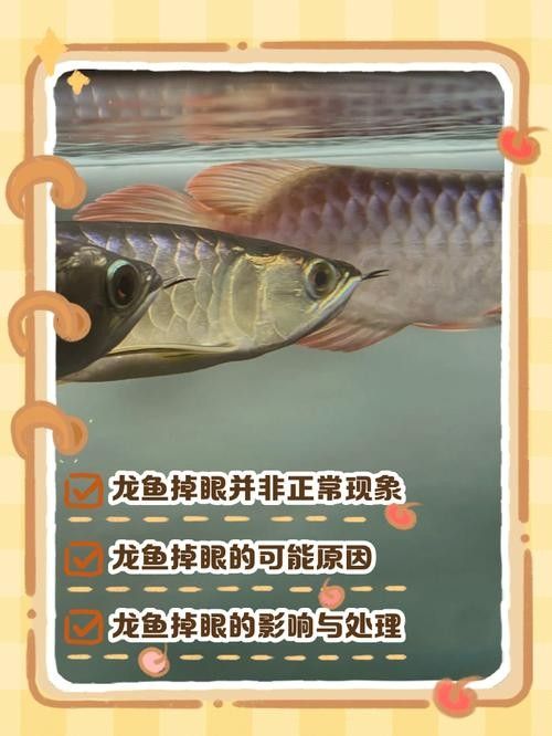 龍魚掉眼怎么看好壞圖解