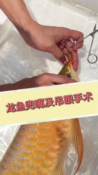 龍魚掉眼怎么看好壞圖解