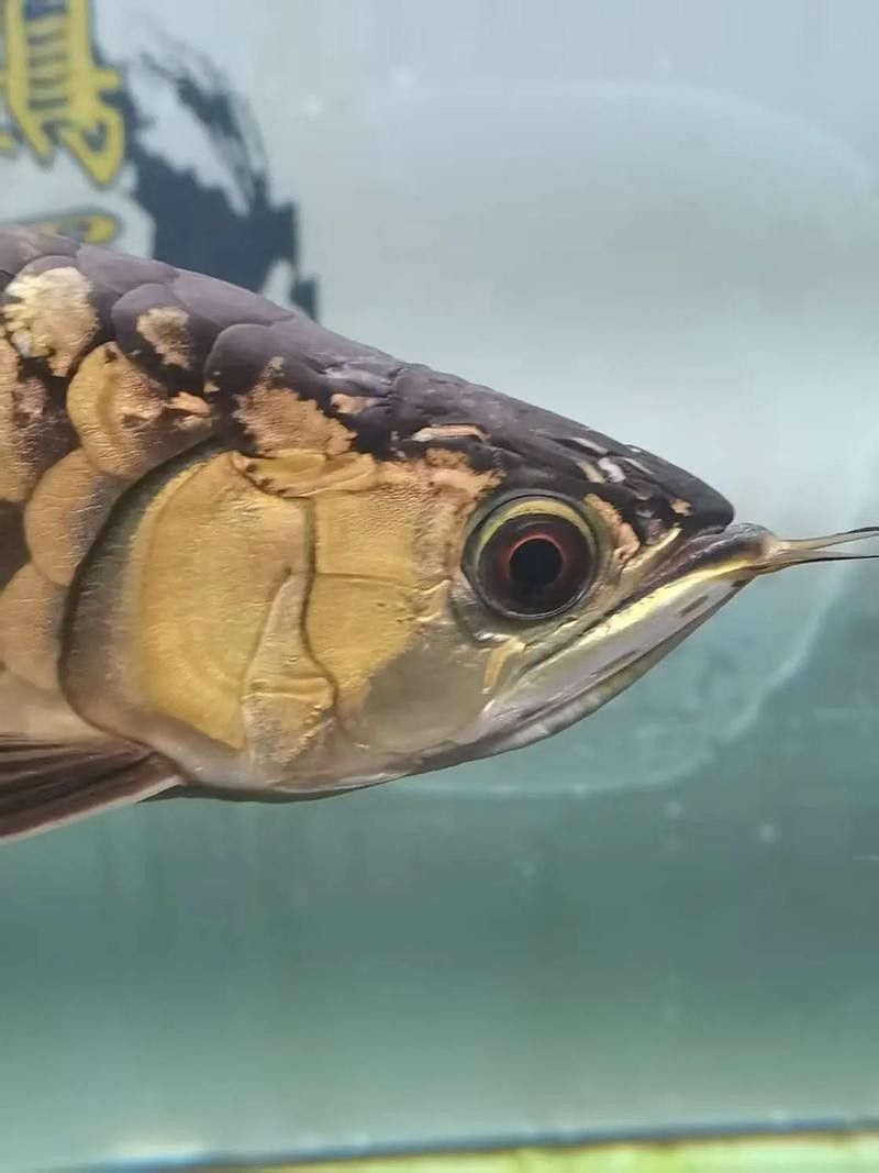 龍魚掉眼怎么看好壞圖解