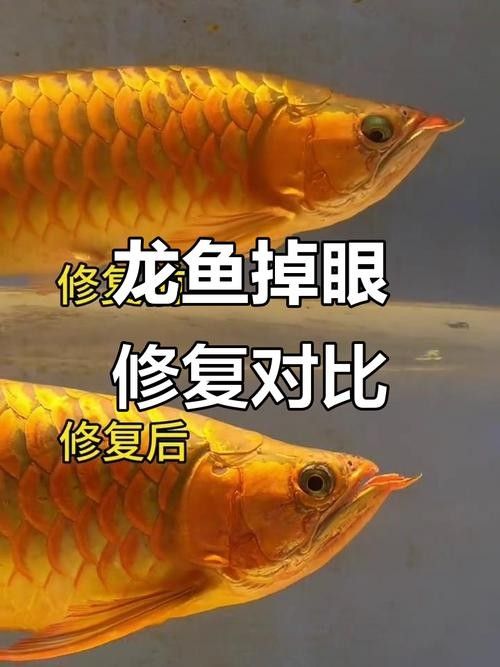 龍魚掉眼怎么看好壞圖解