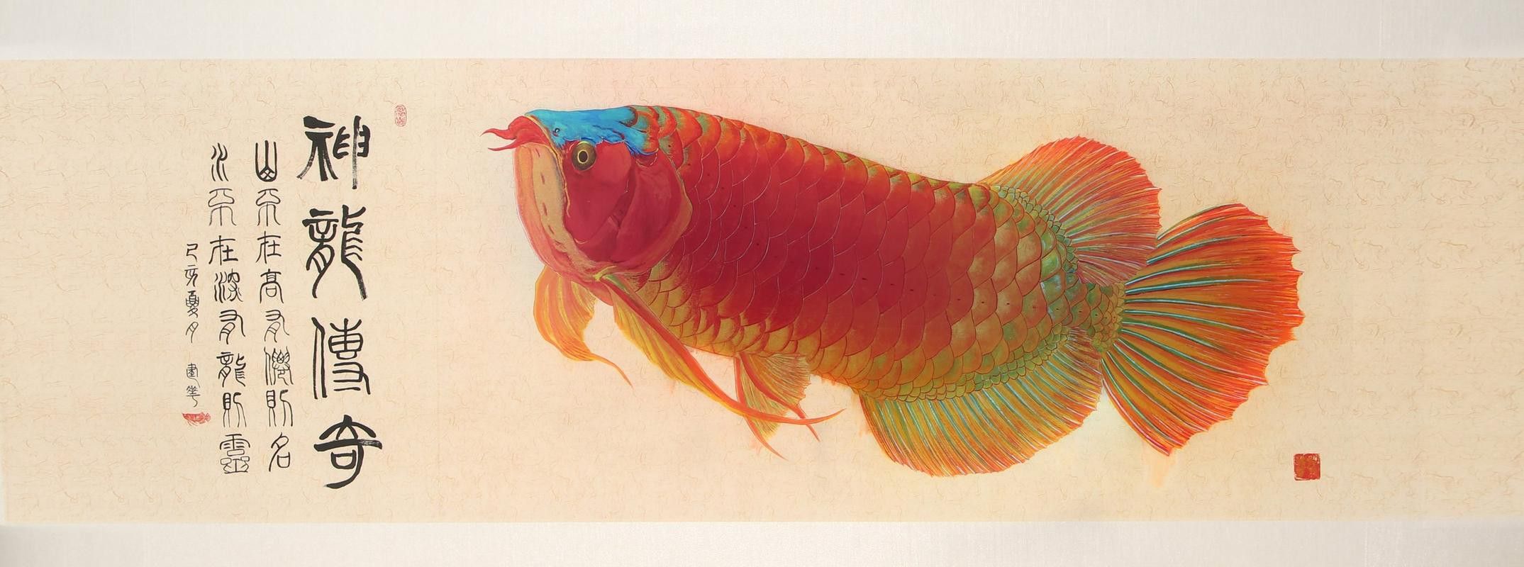 大紅龍魚圖片高清壁紙可愛動漫 大紅龍魚圖片高清壁紙可愛動漫 龍魚百科 第17張
