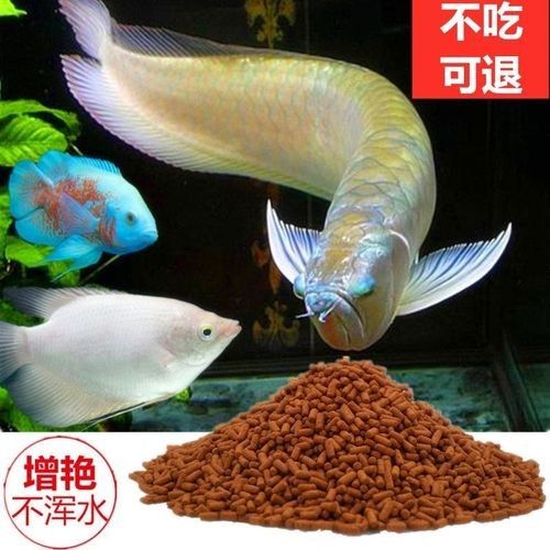 銀龍魚喂什么最好看