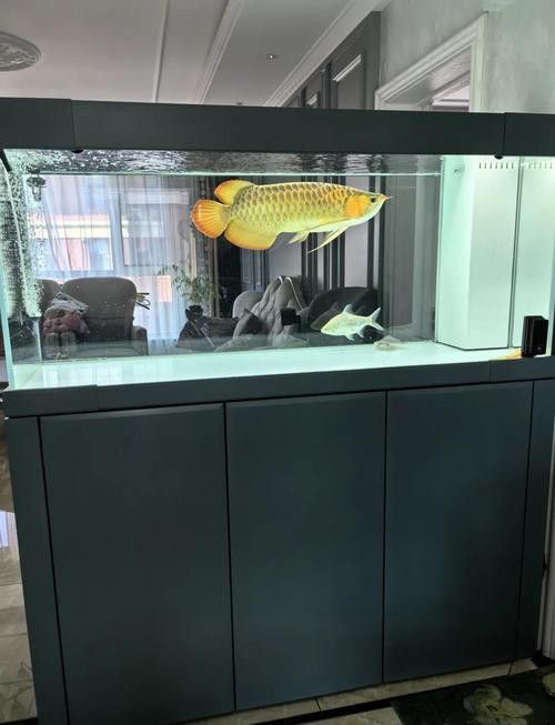 金龍魚用白背景好嗎