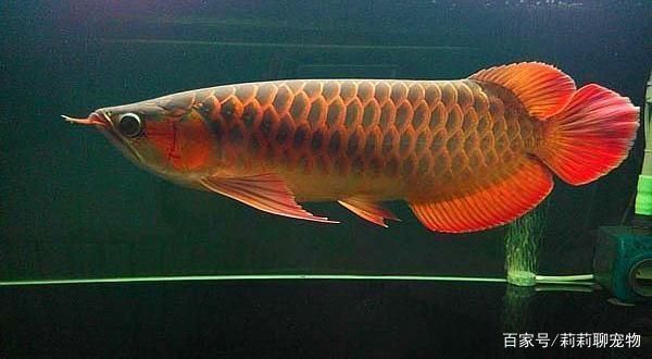 龍魚爛鱗怎么辦用什么藥最好：治療龍魚爛鱗需要綜合考慮多種因素，龍魚爛鱗物理療法有效嗎 龍魚爛鱗怎么辦用什么藥最好：治療龍魚爛鱗需要綜合考慮多種因素，龍魚爛鱗物理療法有效嗎 龍魚百科 第4張