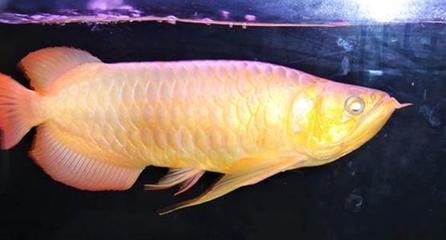 龍魚不吃飼料的原因可能包括新環境適應新環境適應環境：龍魚不吃飼料的原因