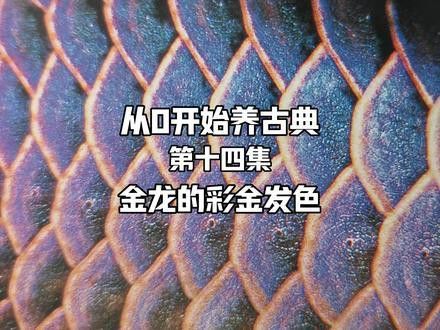 金龍魚多久能發色好啊 金龍魚多久能發色好啊 龍魚百科 第6張
