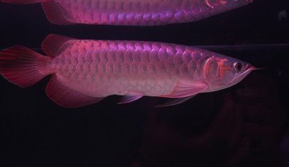 龍魚吃什么最健康（龍魚專用飼料品牌推薦）