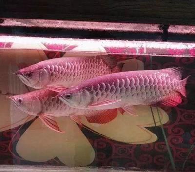 金龍魚好的多少錢一條啊：金龍魚市場價格受多種因素影響金龍魚市場價格趨勢