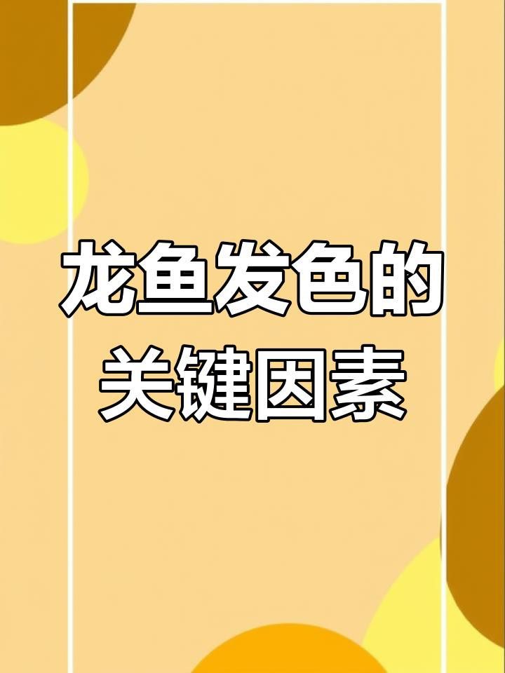 如何加速辣椒紅龍魚發(fā)色？