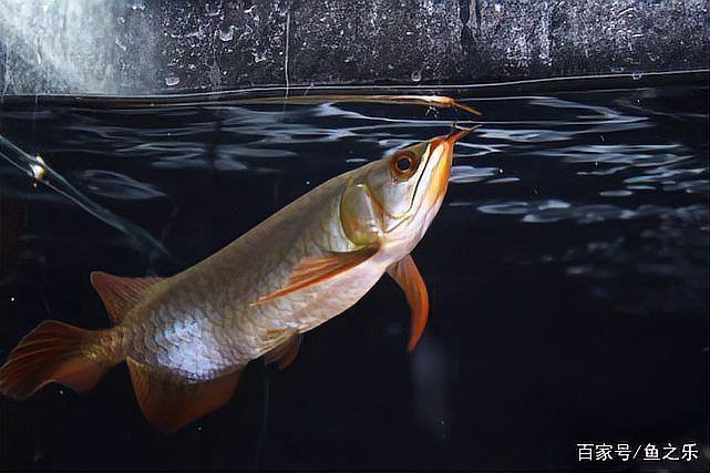 紅金龍魚發(fā)色需要哪些條件