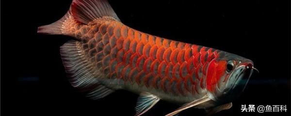 紅龍魚的水溫多少度好：關于紅龍魚水溫的一些建議
