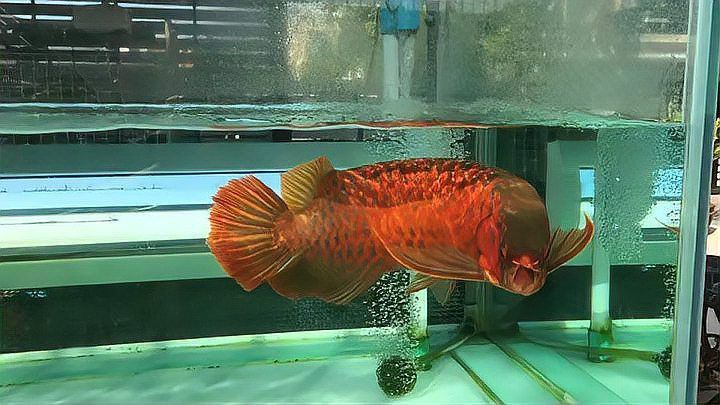 紅龍魚圖片大全大圖 壁紙高清豎屏 紅龍魚圖片大全大圖 壁紙高清豎屏 龍魚百科 第33張