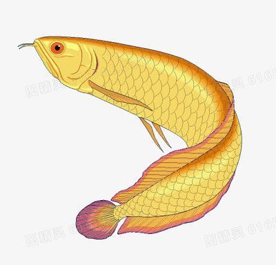 金龍魚父親孵卵：關(guān)于金龍魚父親孵卵的詳細(xì)過程