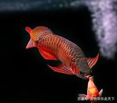 最稀有的雷龍魚：如何選擇最美的龍魚？