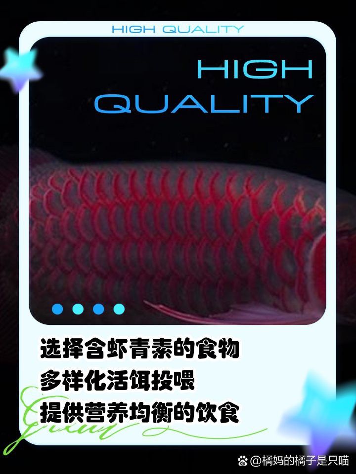 哪些食物對(duì)紅龍魚(yú)腮部發(fā)色最有利？