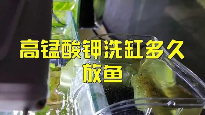 魚缸消毒后多久可以放魚？