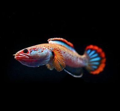 祥龍魚場有限公司怎么樣：祥龍魚場有限公司