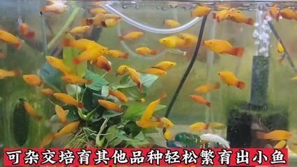 祥龍魚場有限公司怎么樣：祥龍魚場有限公司