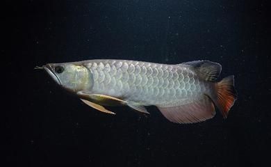 龍魚突然頭朝上尾朝下（龍魚出現(xiàn)頭朝上尾朝下的行為是怎么回事）